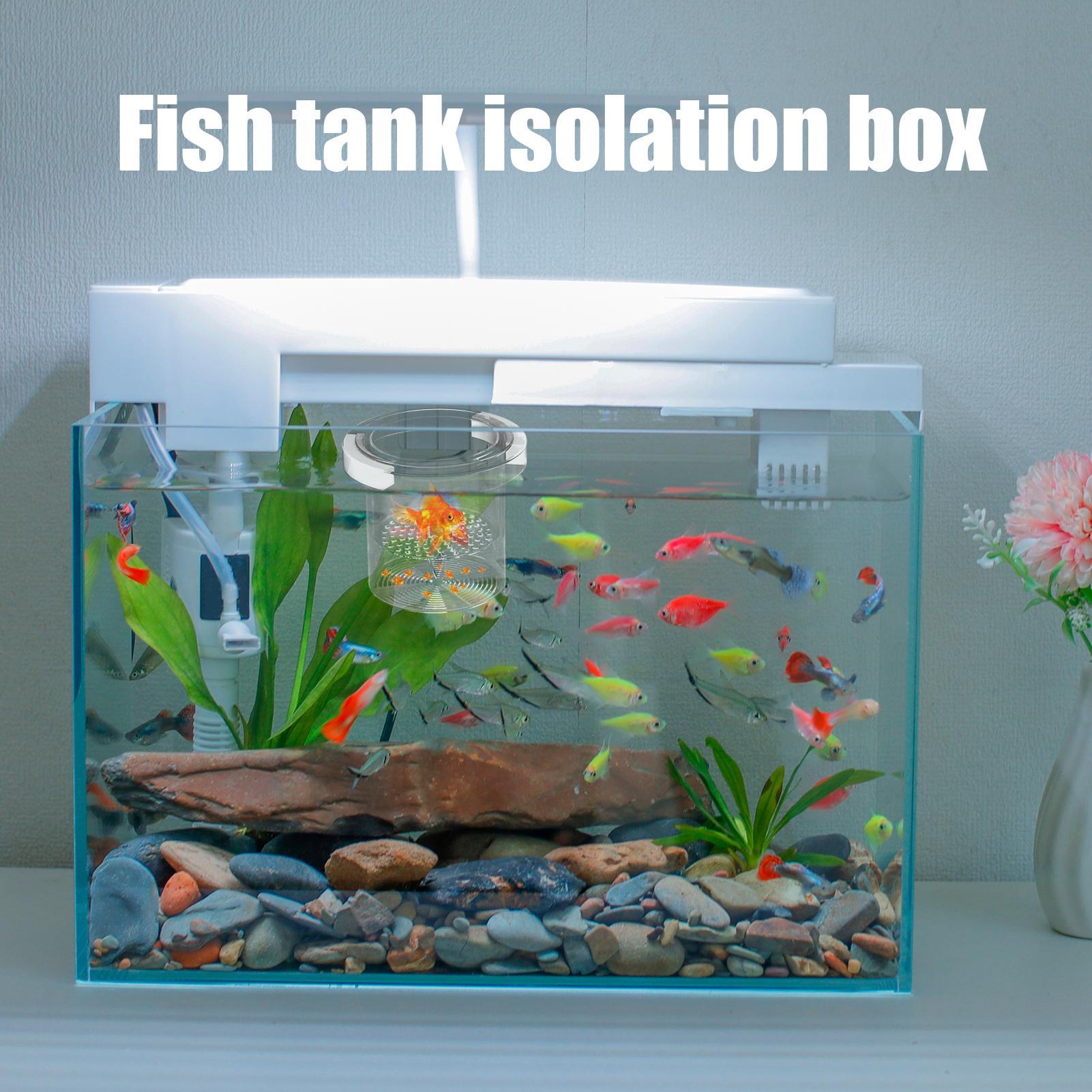 Caja de cría de peces, caja de - Aquarium Fish Betta reseña y precio