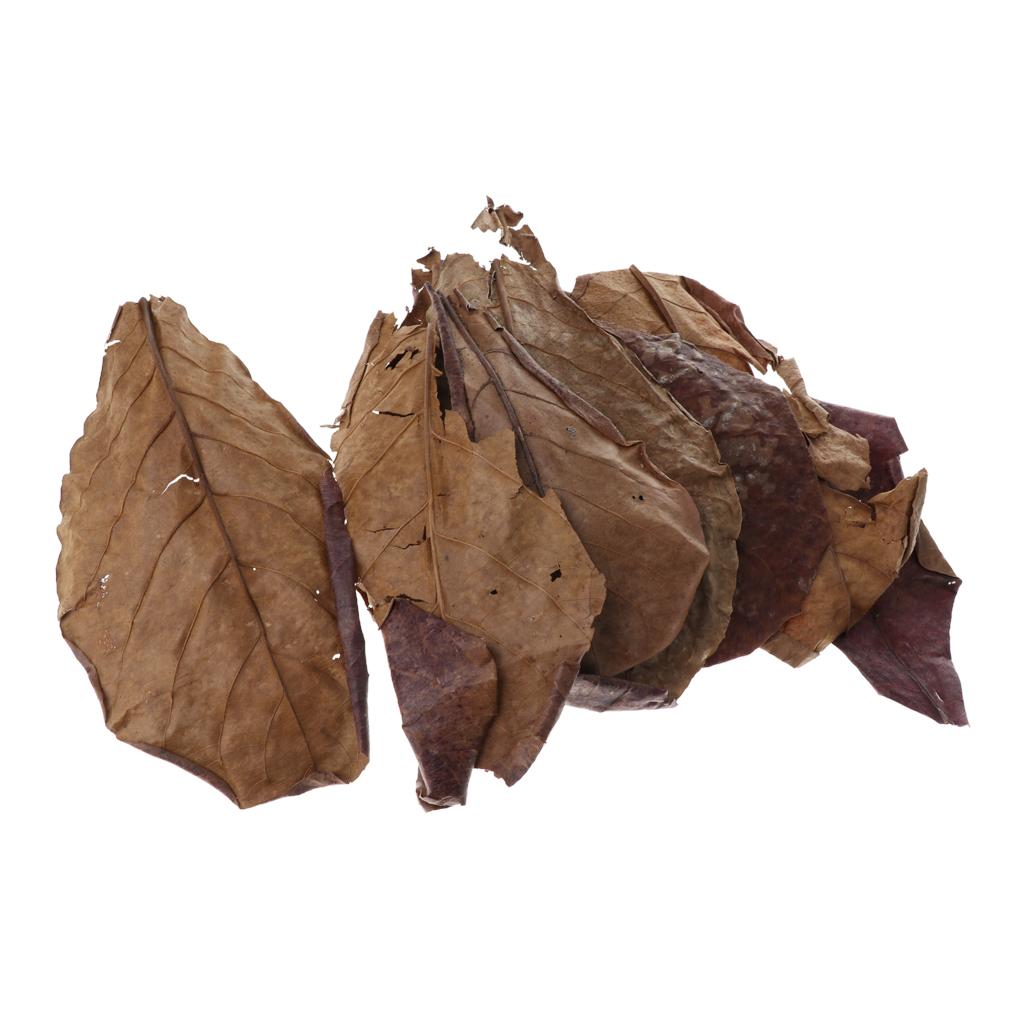 Hojas de Almendra India Marron - Betta Fish Tank reseña y precio
