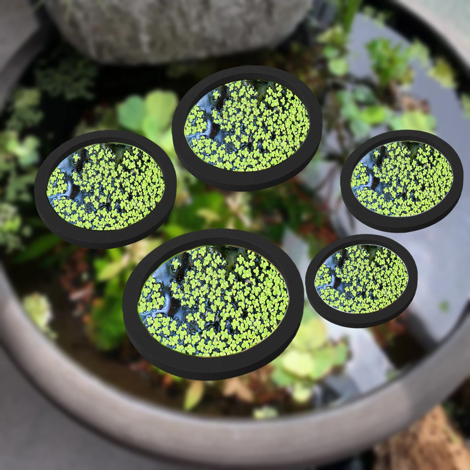 5 uds EVA anillo de alimentaci - Aquarium Plants reseña y precio