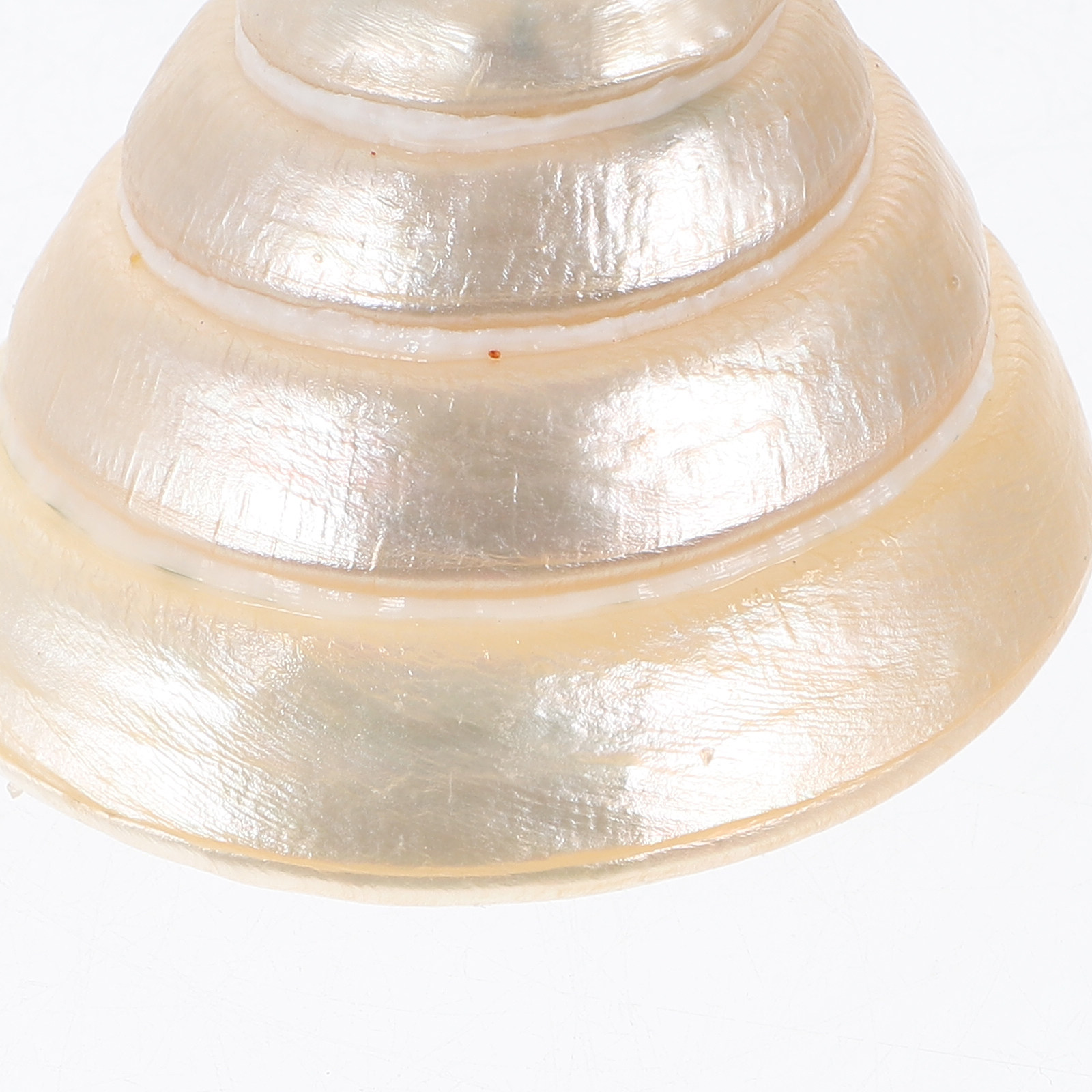 Concha natural brillante, pequ - Aquarium Decor reseña y precio